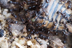 Tetramorium tsushimae