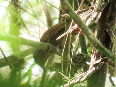 Syndactyla subalaris