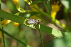 Orthonevra nitida