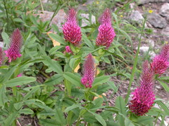 Trifolium rubens