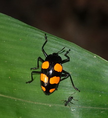 Scaphidomorphus bosci