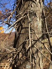 Gleditsia triacanthos