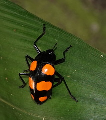 Scaphidomorphus bosci