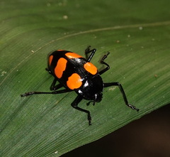 Scaphidomorphus bosci