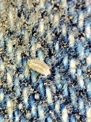 Trichoniscus pygmaeus