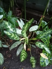 Aglaonema