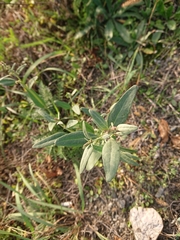 Atriplex oblongifolia