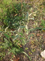 Atriplex oblongifolia