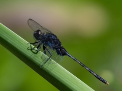 Erythemis plebeja
