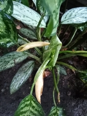 Aglaonema
