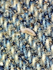 Trichoniscus pygmaeus