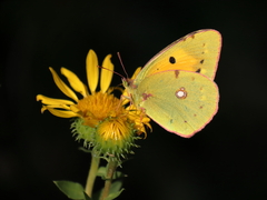Colias croceus