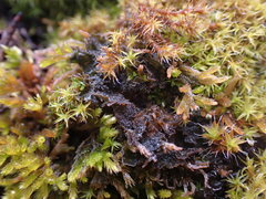 Leptochidium albociliatum