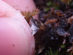 Leptochidium albociliatum