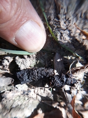 Atelerix algirus