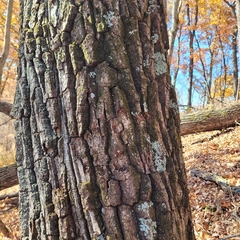 Quercus montana