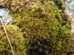 Syntrichia
