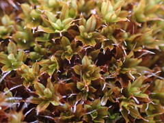 Syntrichia