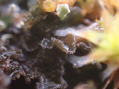 Leptochidium albociliatum