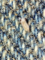 Trichoniscus pygmaeus