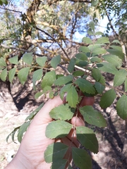 Fraxinus angustifolia