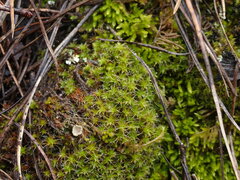 Syntrichia ruralis