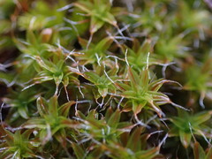 Syntrichia ruralis