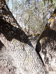 Fraxinus angustifolia