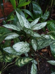 Aglaonema commutatum