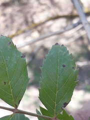 Fraxinus angustifolia