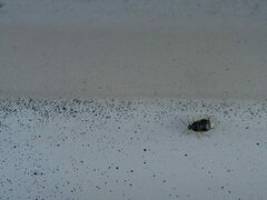 Deraeocoris lutescens