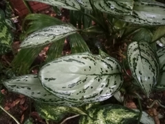 Aglaonema commutatum
