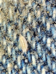 Trichoniscus pygmaeus