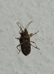 Belonochilus numenius