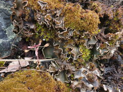 Peltigera malacea