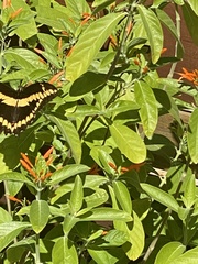 Heraclides cresphontes