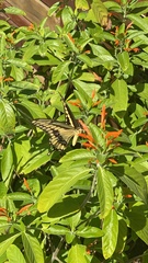 Heraclides cresphontes