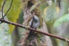 Taphrospilus hypostictus