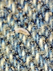 Trichoniscus pygmaeus