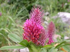 Trifolium rubens