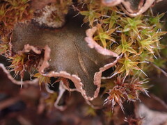 Peltigera malacea