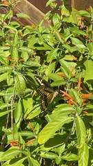 Heraclides cresphontes