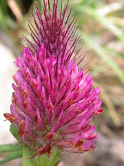Trifolium rubens
