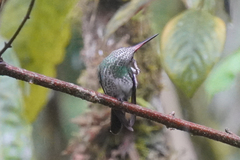 Taphrospilus hypostictus