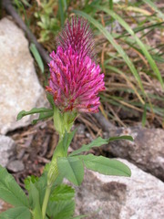Trifolium rubens