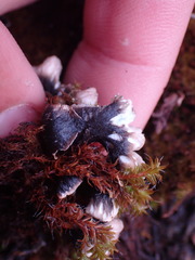 Peltigera malacea