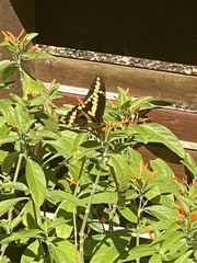 Heraclides cresphontes