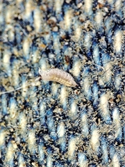 Trichoniscus pygmaeus