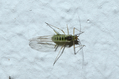 Aphidoidea