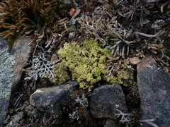 Acarospora schleicheri